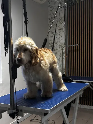 Salon Fryzjerski Dla Psów "Czupurek"